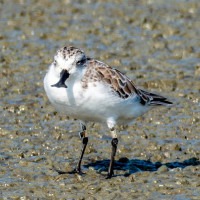 Spoon-billed Sandpiper